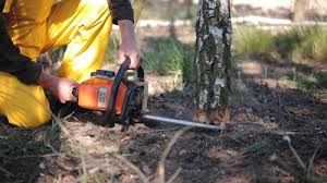 Best Storm Damage Tree Cleanup  in Bellefontaine Neighbors, MO