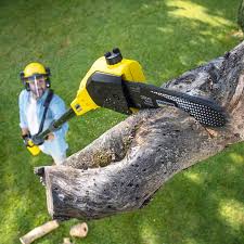 Best Tree and Shrub Care  in Bellefontaine Neighbors, MO
