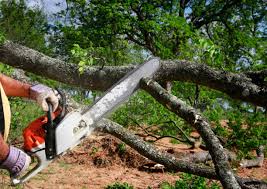 Best Tree Risk Assessment  in Bellefontaine Neighbors, MO
