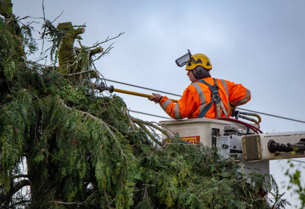 Best Root Management and Removal  in Bellefontaine Neighbors, MO