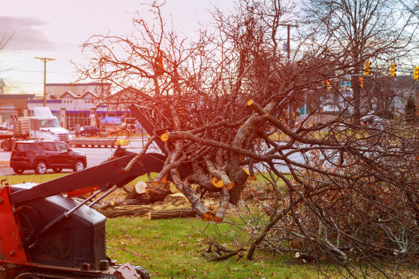 Best Tree Preservation Services  in Bellefontaine Neighbors, MO