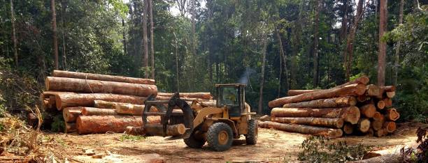 Best Root Management and Removal  in Bellefontaine Neighbors, MO