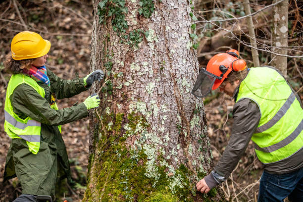 Best Commercial Tree Services  in Bellefontaine Neighbors, MO