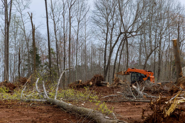 How Our Tree Care Process Works  in  Bellefontaine Neighbors, MO