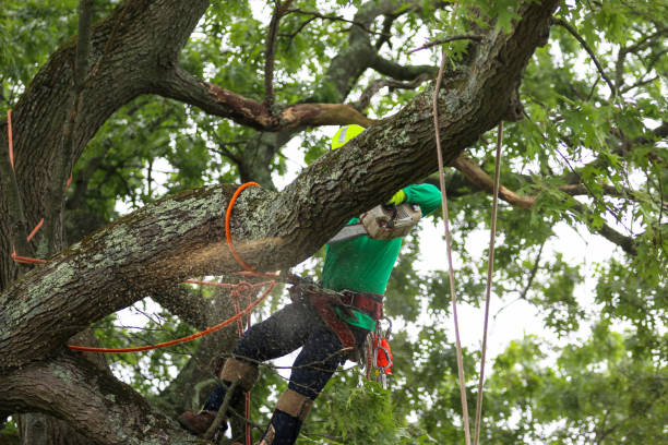 Best Firewood Processing and Delivery  in Bellefontaine Neighbors, MO