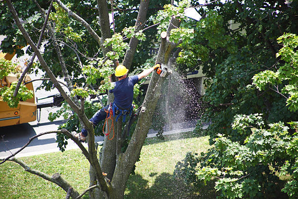 Best Tree Risk Assessment  in Bellefontaine Neighbors, MO