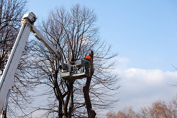 Best Tree Cabling and Bracing  in Bellefontaine Neighbors, MO