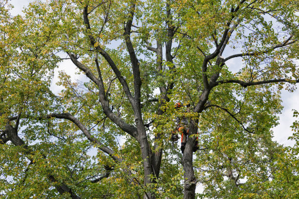 Trusted Bellefontaine Neighbors, MO Tree Care Experts